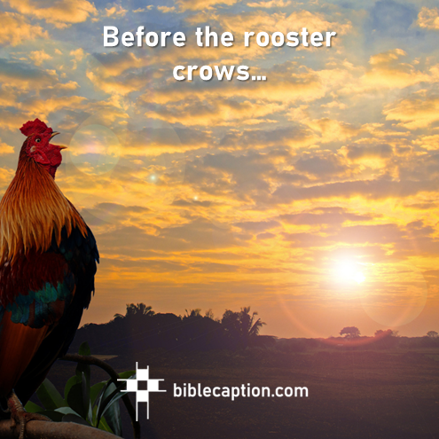 Before the rooster crows…